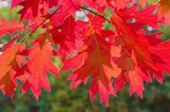 城市彩化的優良樹種——北美紅櫟
