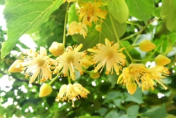 “粽”情蜜意，端午椴花濃