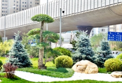 一株藍杉藍，溫柔了春天，慰藉了心靈
