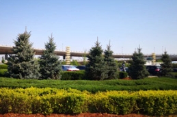 天道酬勤，燕園人致力將精品苗木植遍大江南北