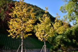 推薦幾個適合大連地區栽植的燕園苗木