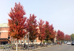 清華大學內的燕園苗木，秋日里備受矚目