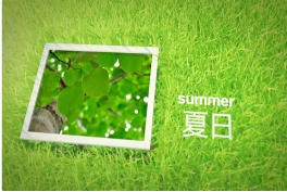 用不同視角賞析樹木的美【夏日篇】