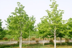 小規格進口椴樹的栽植與養護管理