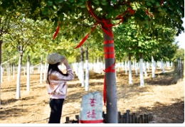 在多彩燕園「菩提樹王」下品味時光