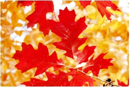 傻傻分不清楚的北美紅櫟和歐洲紅櫟