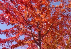美國紅楓有多美，幾張動圖告訴你！
