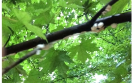【燕園售后】紅楓枝條上長棉花了？這是吹綿蚧殼蟲！