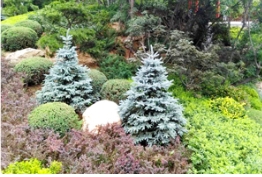 看這所植物園是怎么妙用藍杉的！