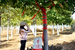 在多彩燕園「菩提樹王」下品味時光